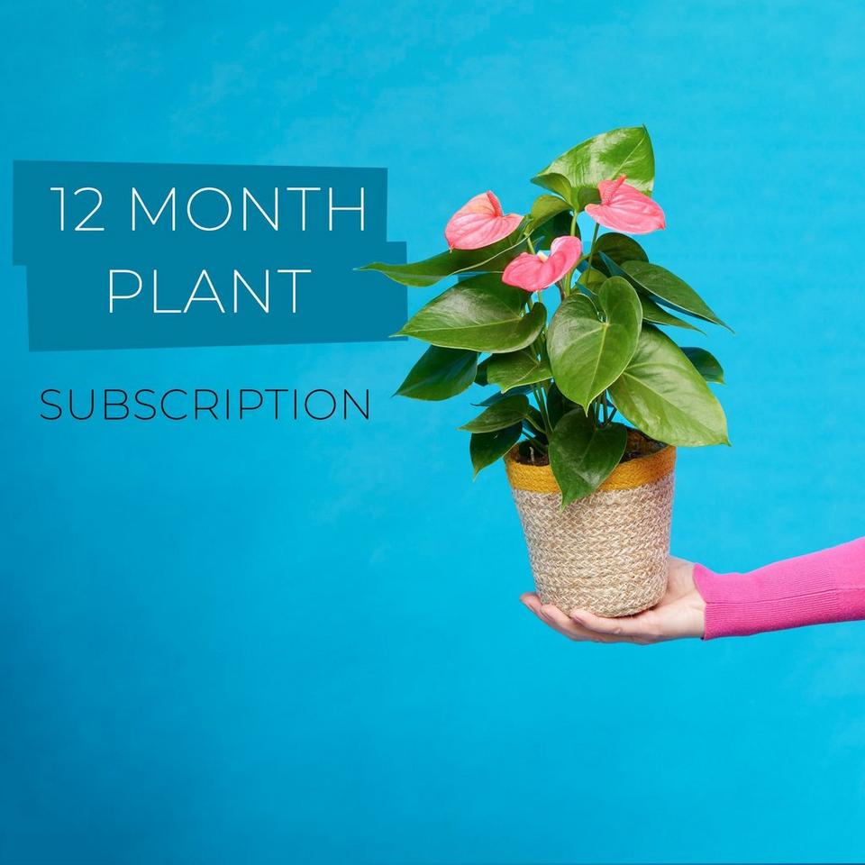 12 Month Plant Subscription