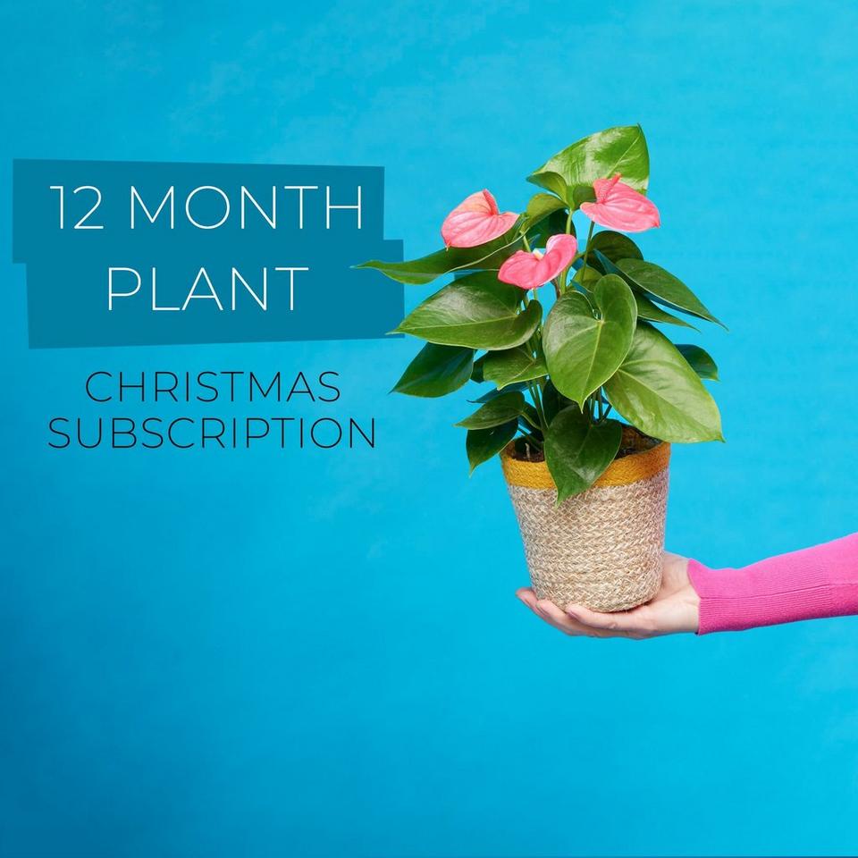 12 Month Plant Subscription