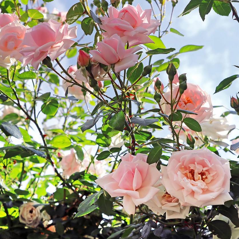 201809_about_roses_4