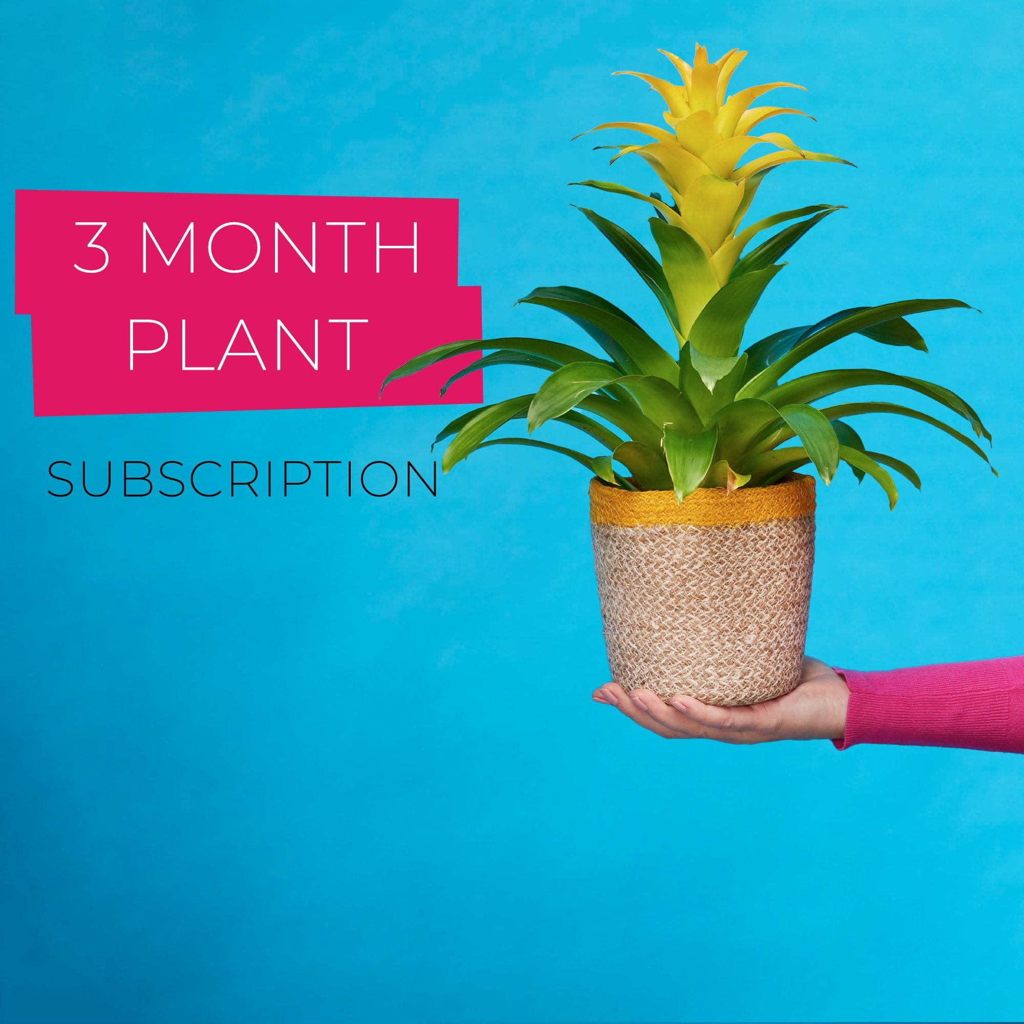 3 Month Plant Subscription image