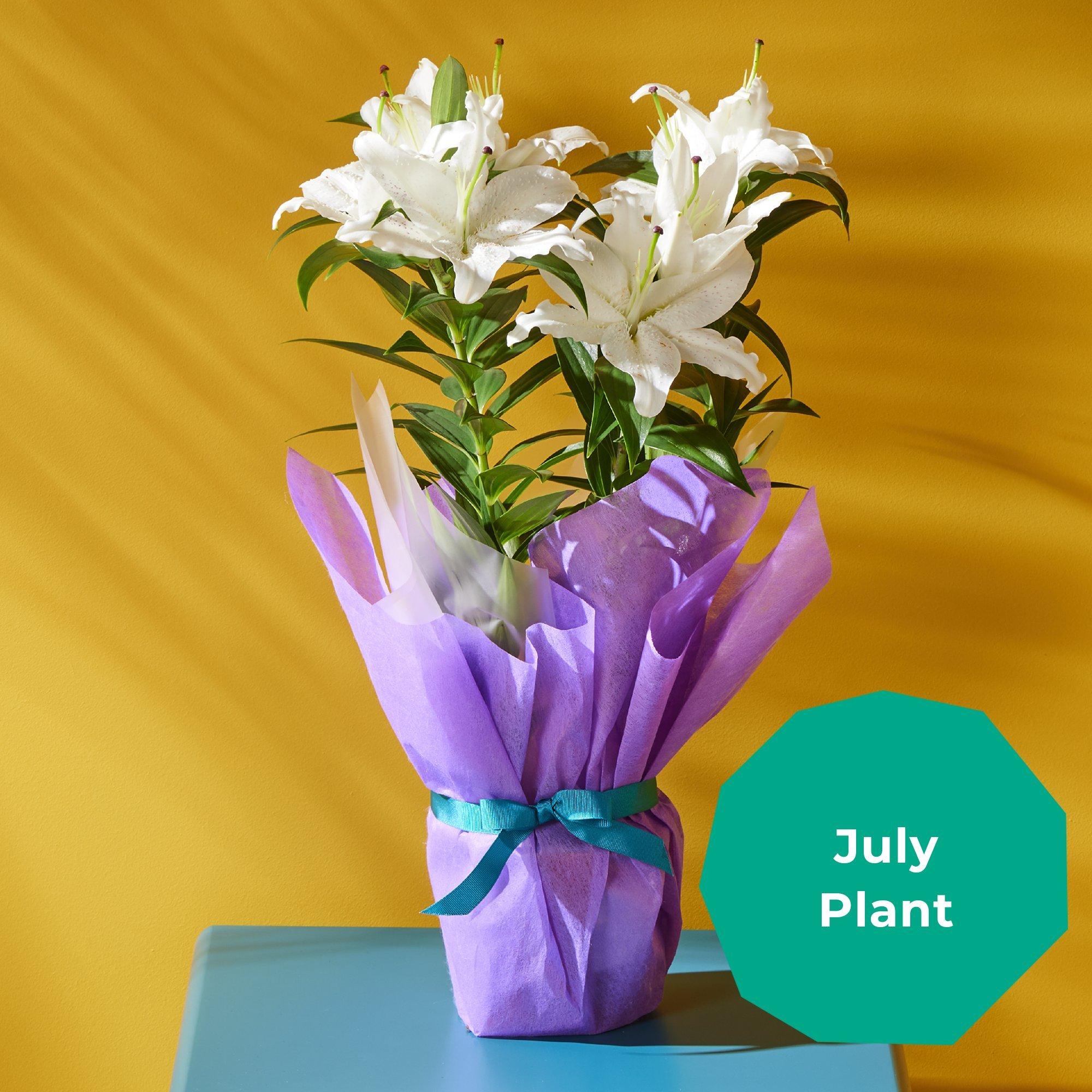 Plant Subscription Plant Subscription Box Flying Flowers