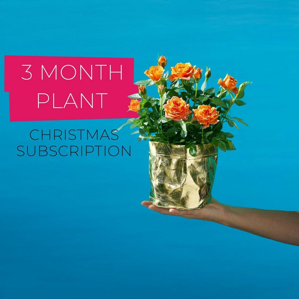 Flying Flowers – 3 Month Plant Subscription