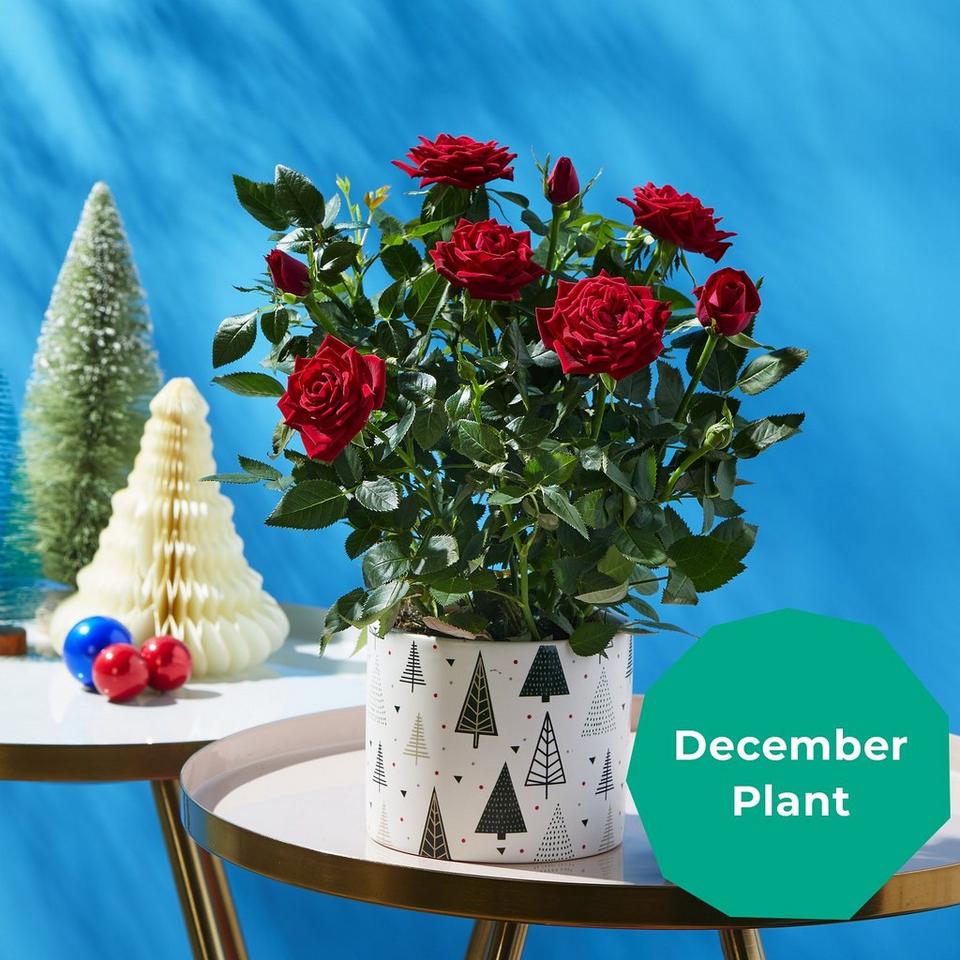 December plant
