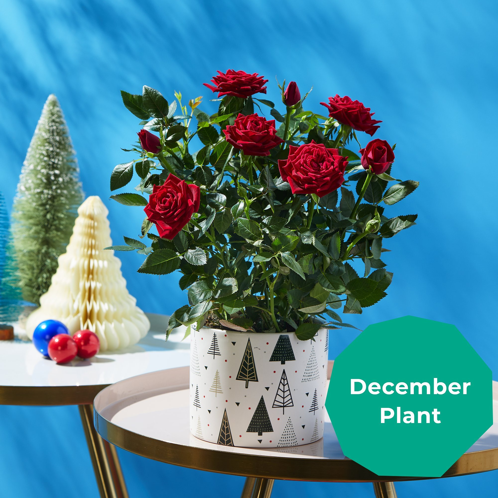 December plant
