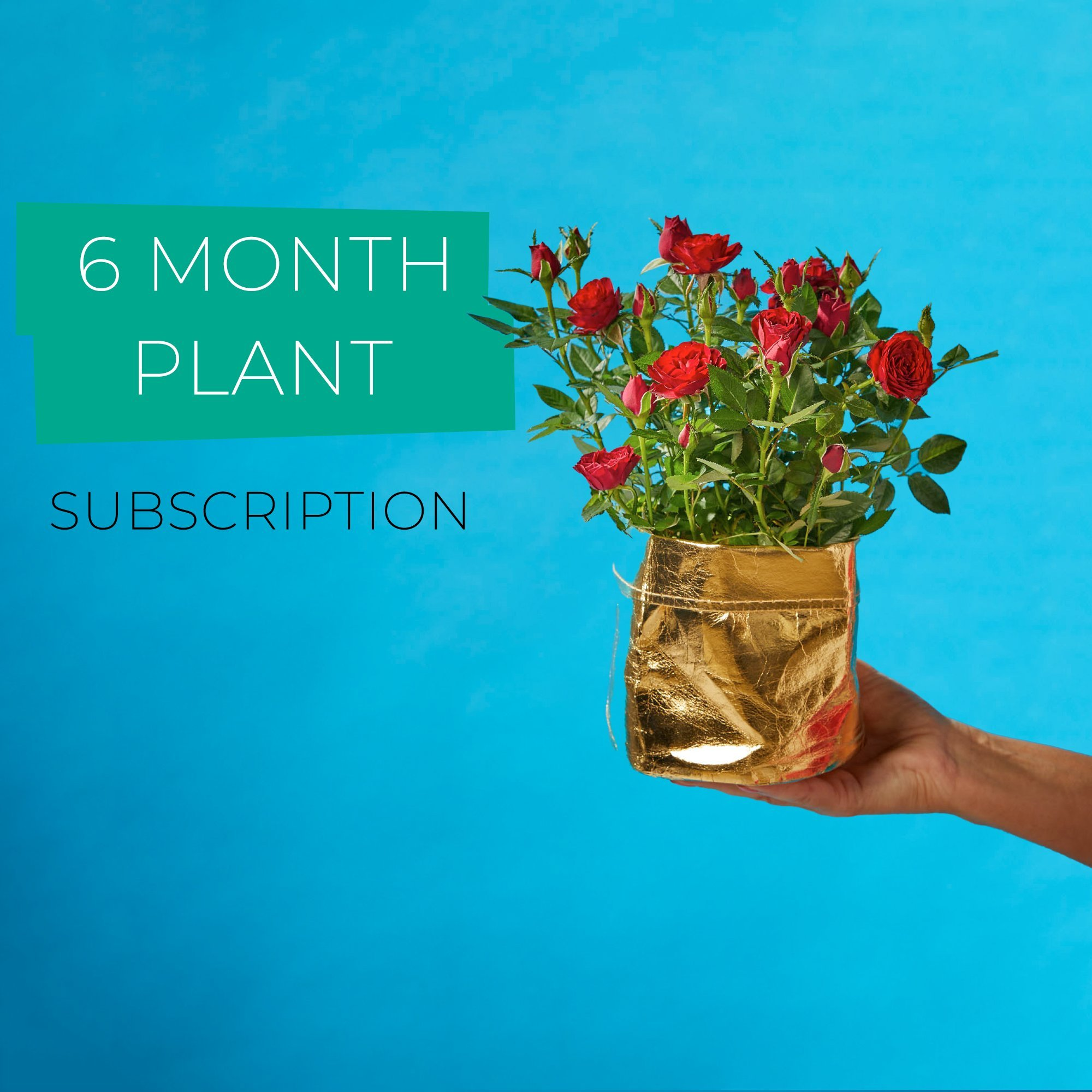 6 Month Plant Subscription image