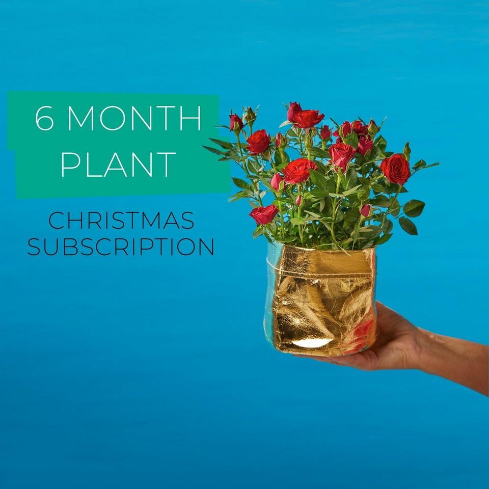 6 Month Plant Subscription