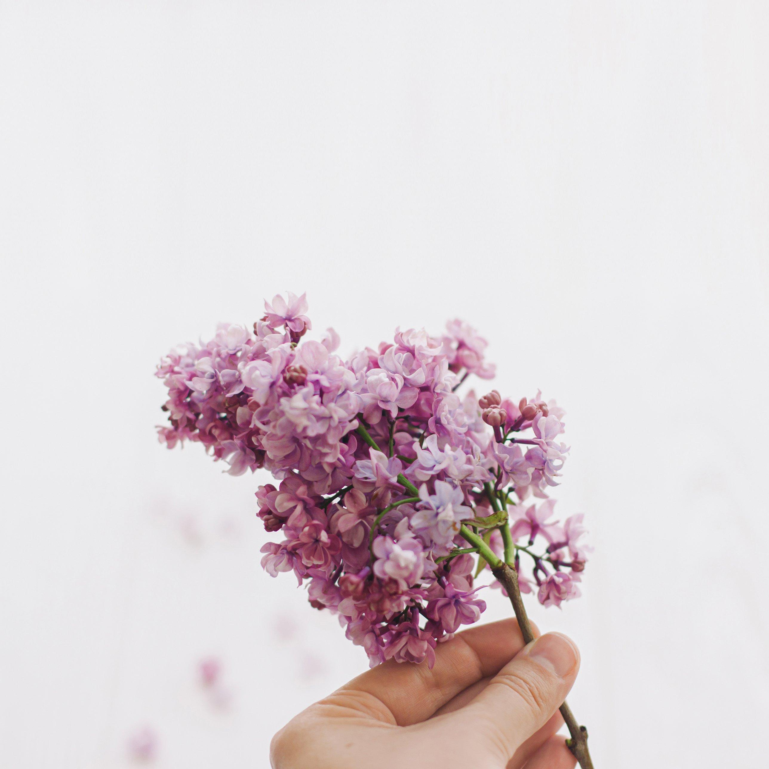 9-best-lilac