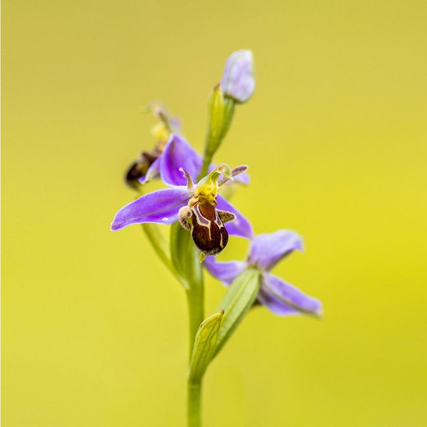 9-best-orchids22