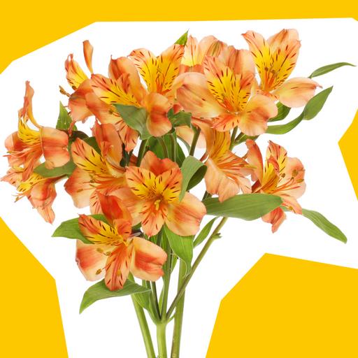 ALSTROEMERIA_2