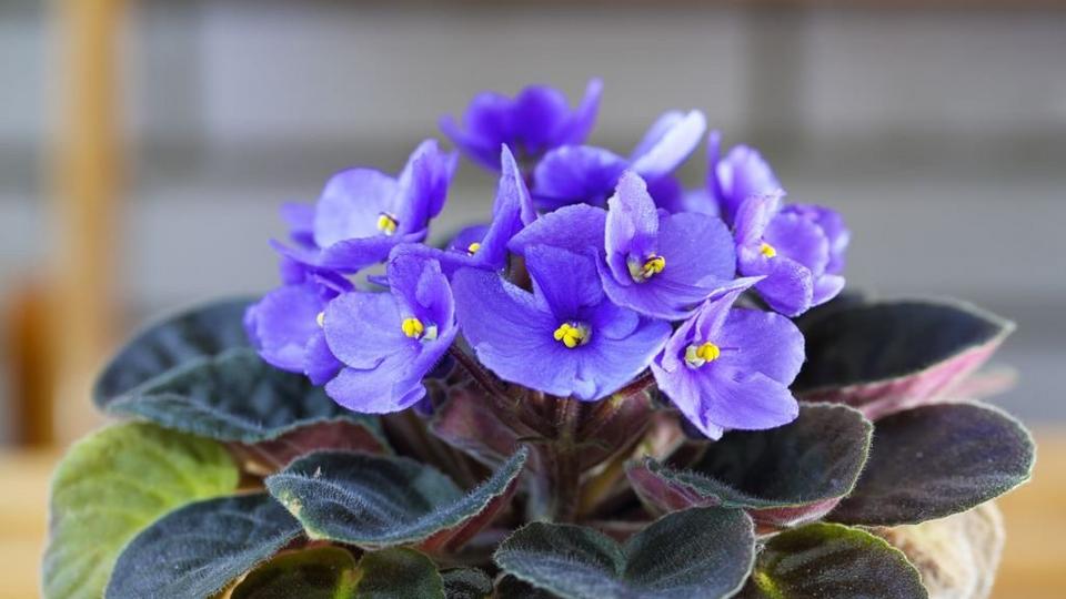 African-violet-purple-flowering-plant