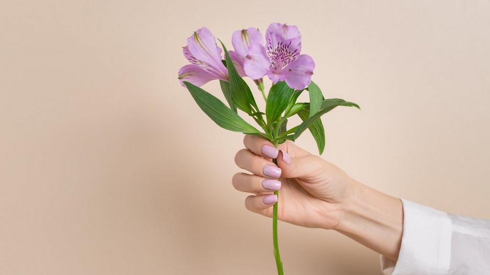 Alstroemeria 1