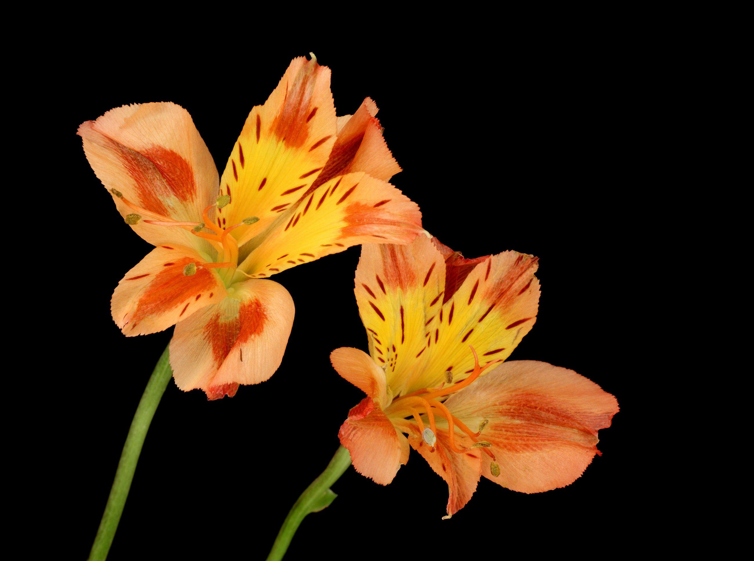 Alstromeria-Auerea-lutea