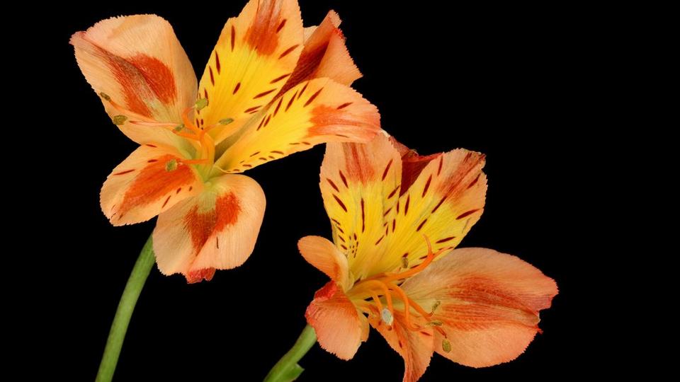 Alstromeria-Auerea-lutea