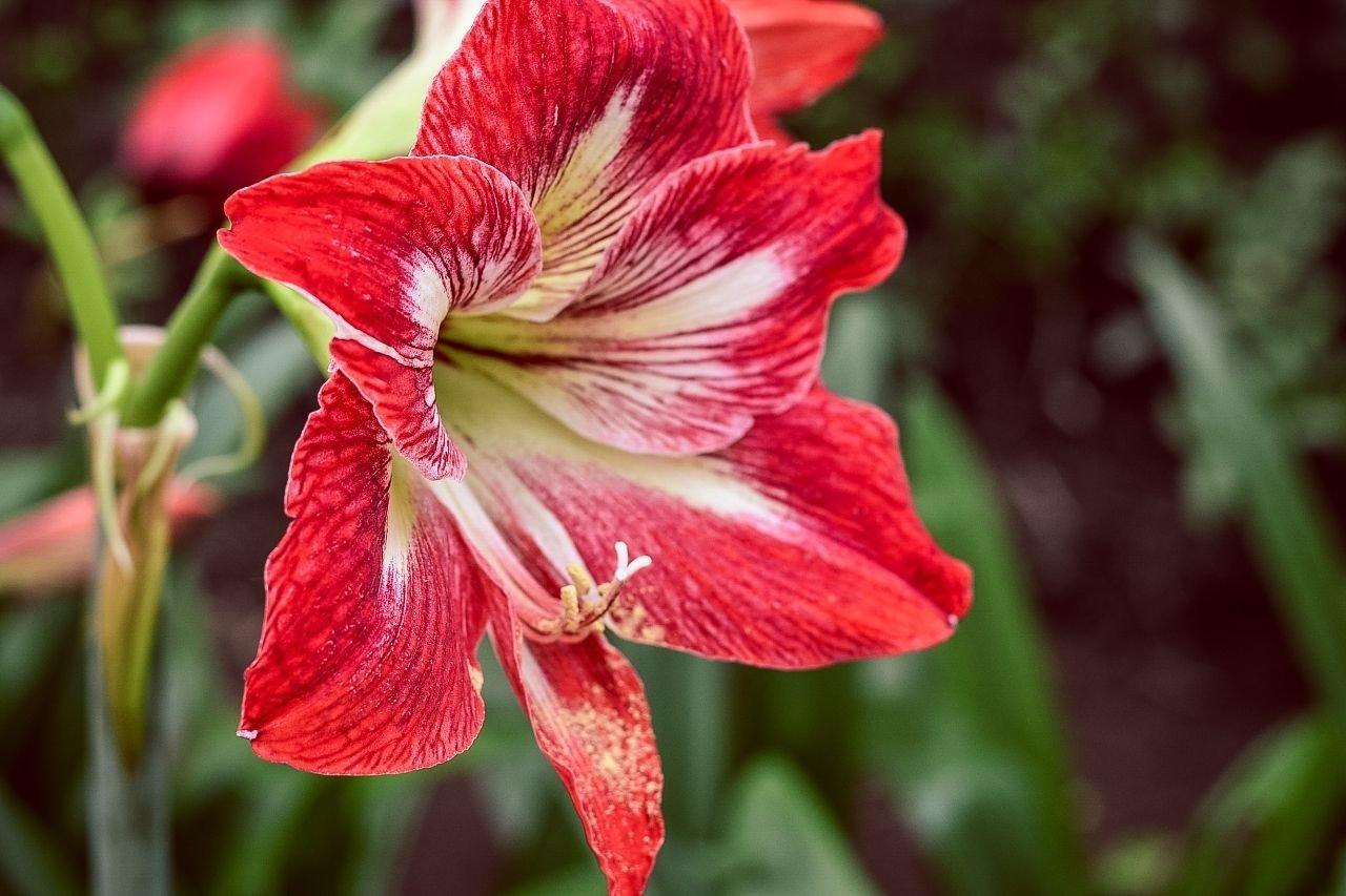 Amaryllis 3
