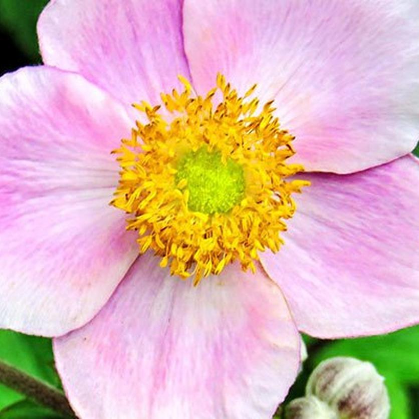 Anemone_1