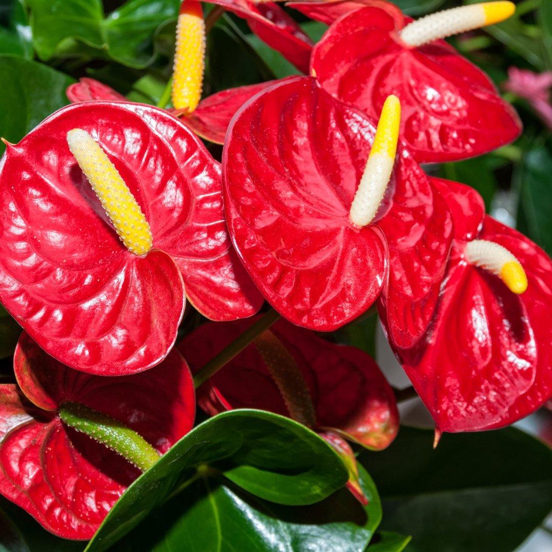 Anthurium (3)