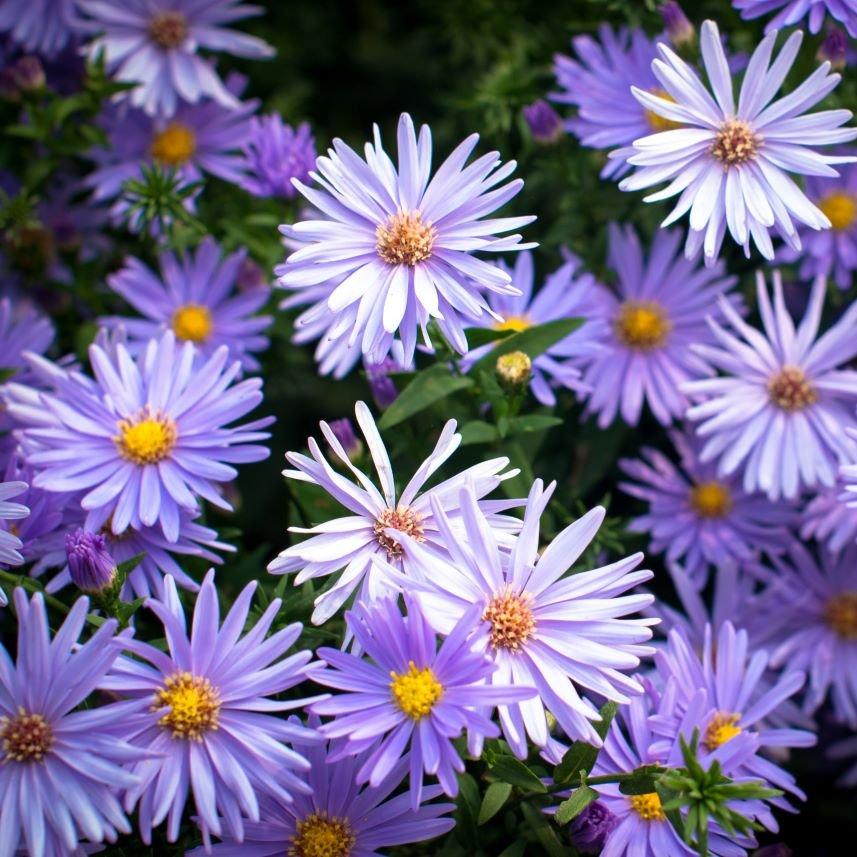 Aster-purple-flowers