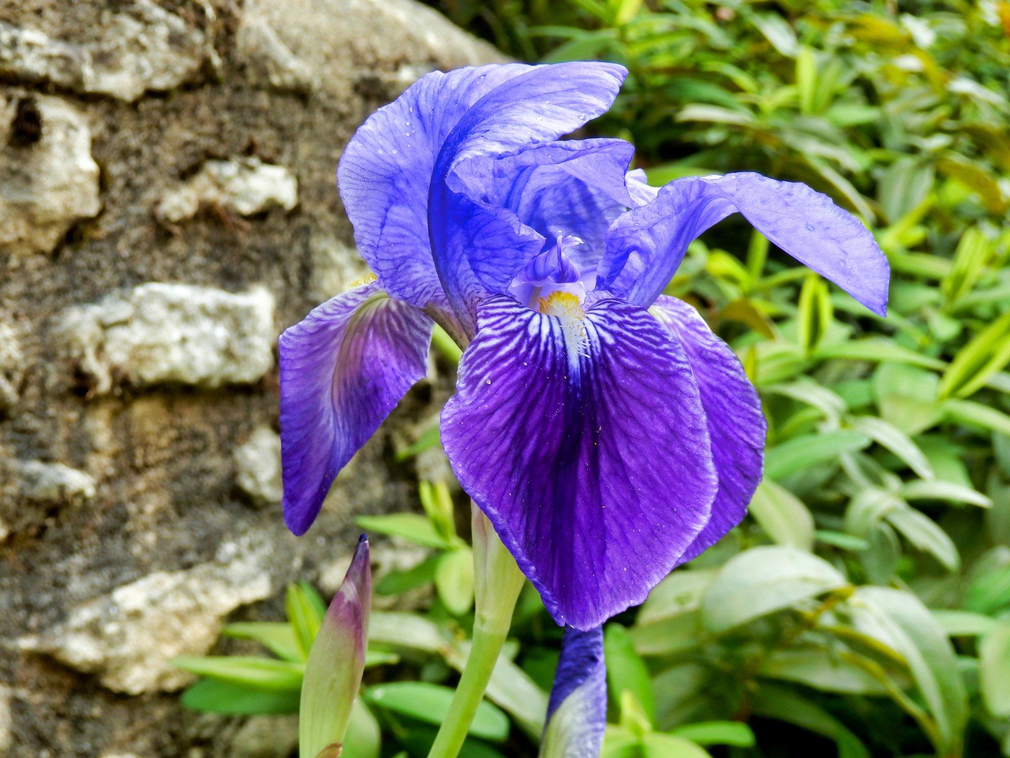 Bearded-Irises_1