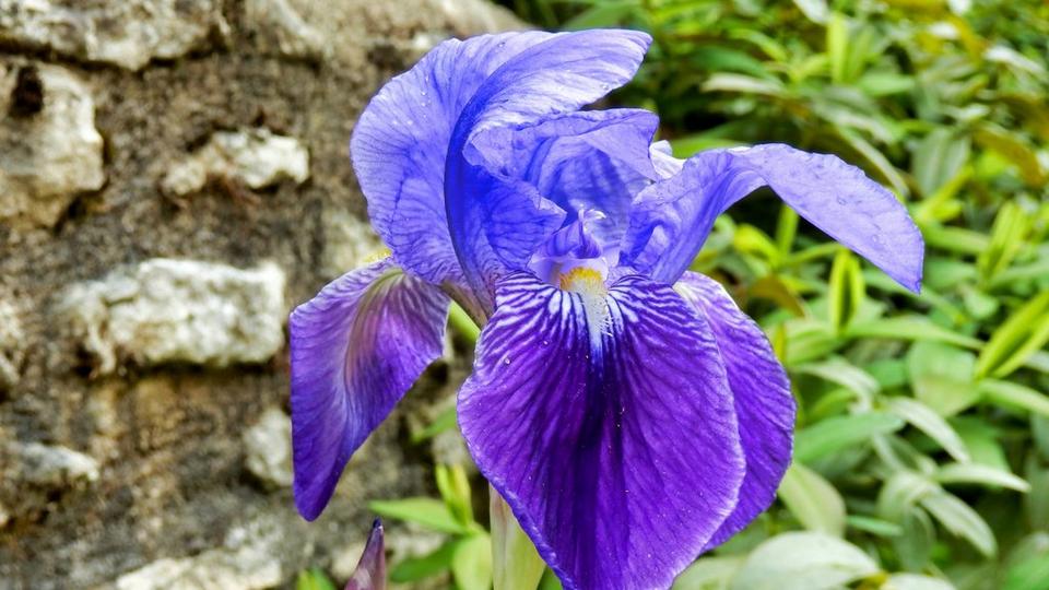 Bearded-Irises_1