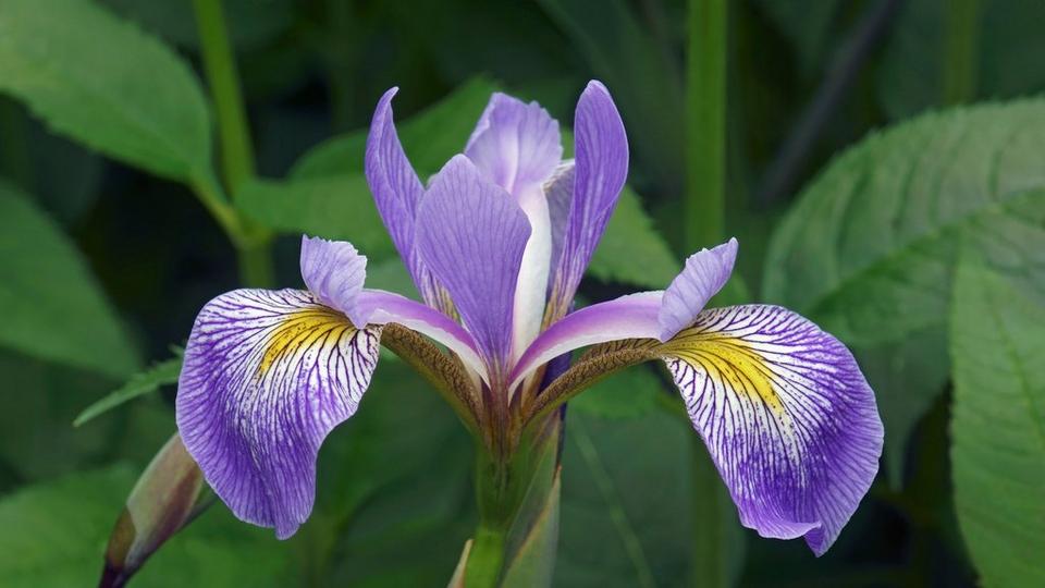 Beardless-Irises_1