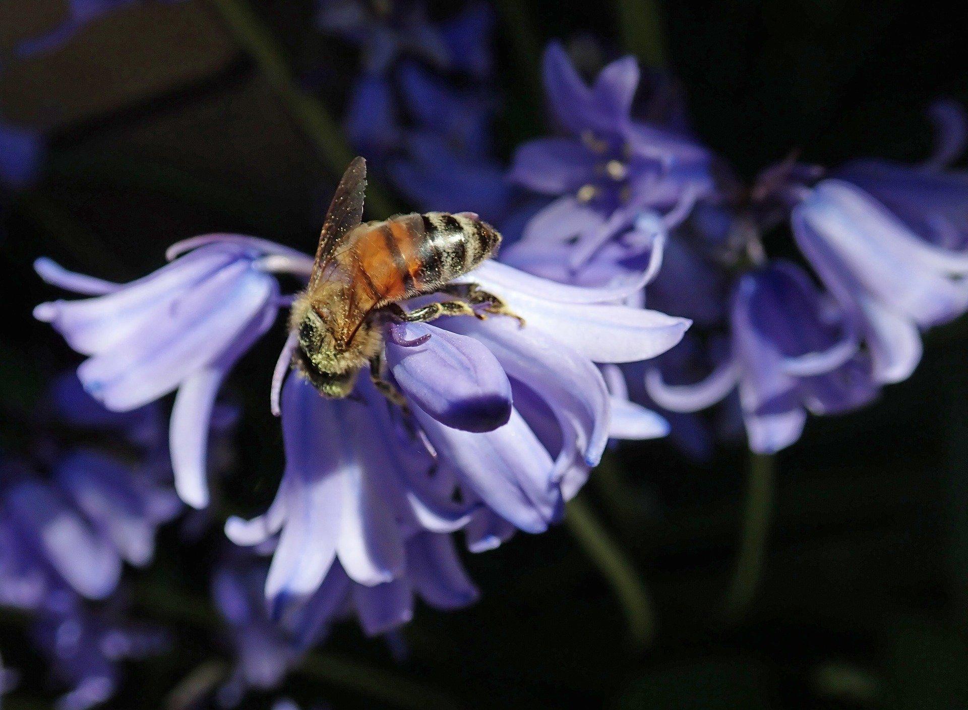 Bee-on-bluebells