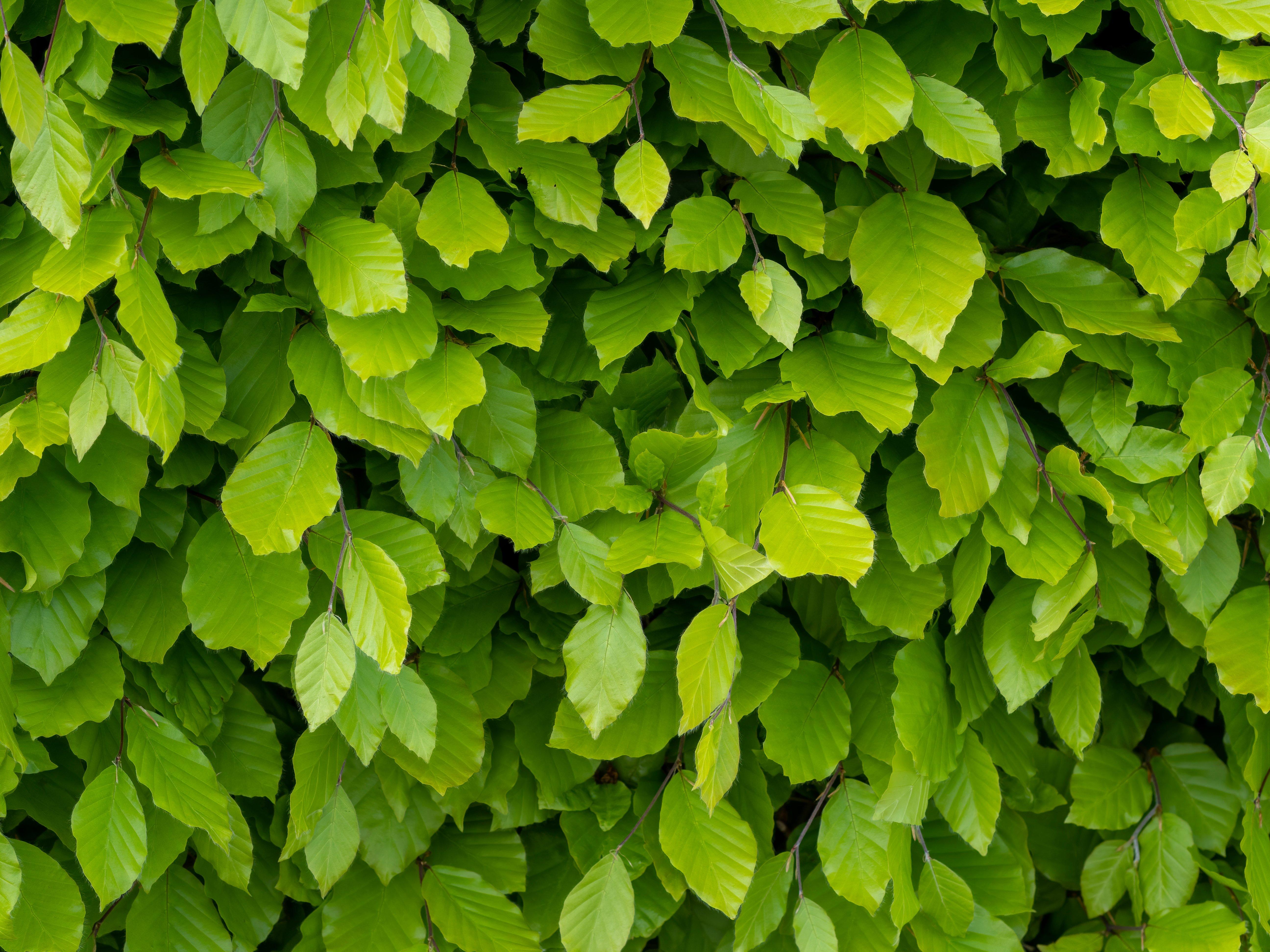 Beech Plant