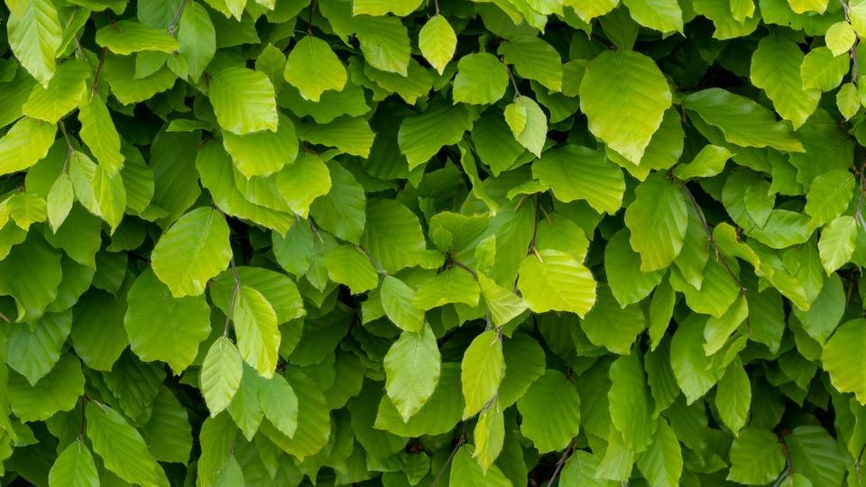Beech Plant