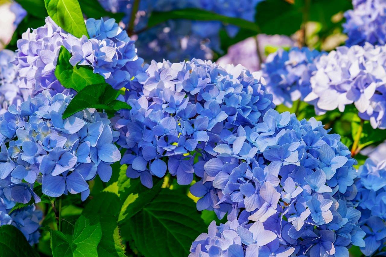 Blue Hydrangea Flowers
