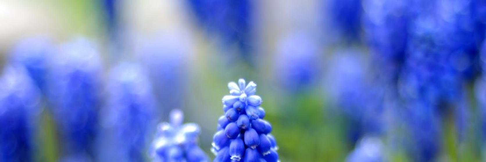 Blue-Hyacinths-flowers