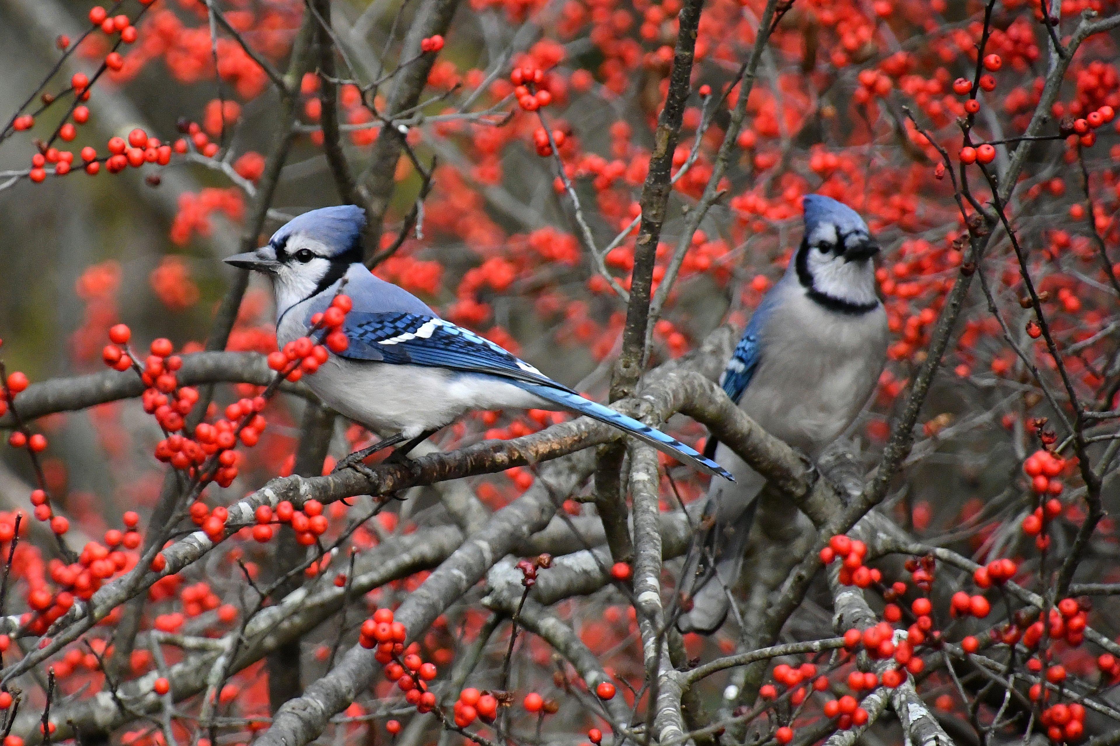Bright_red_holly_berries_with_two_blue_jays