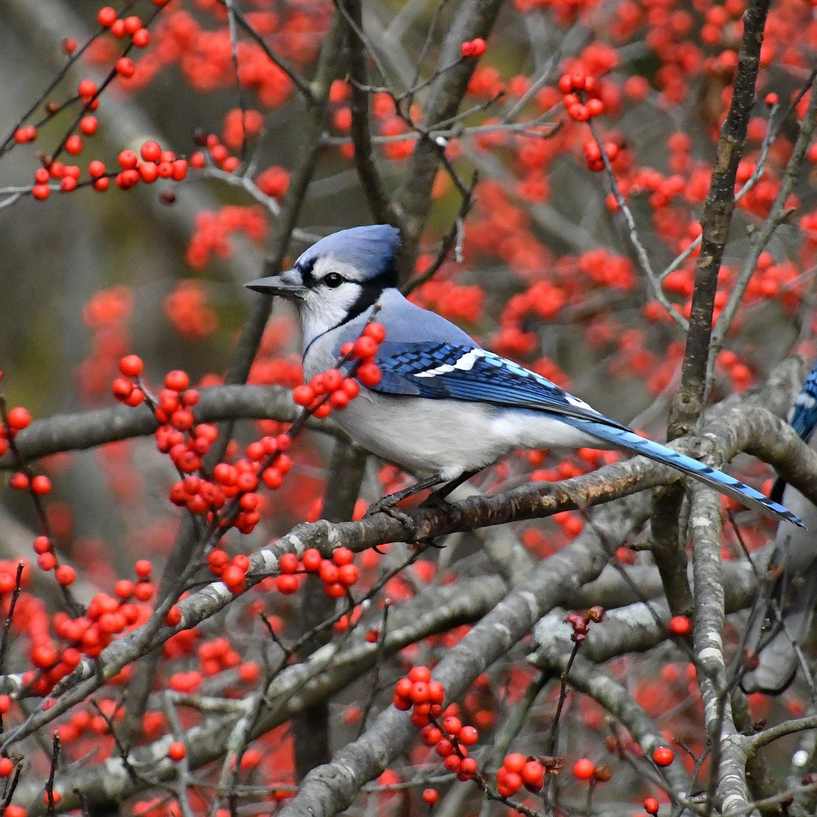 Bright_red_holly_berries_with_two_blue_jays