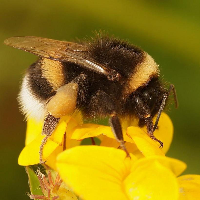 Bumblebee