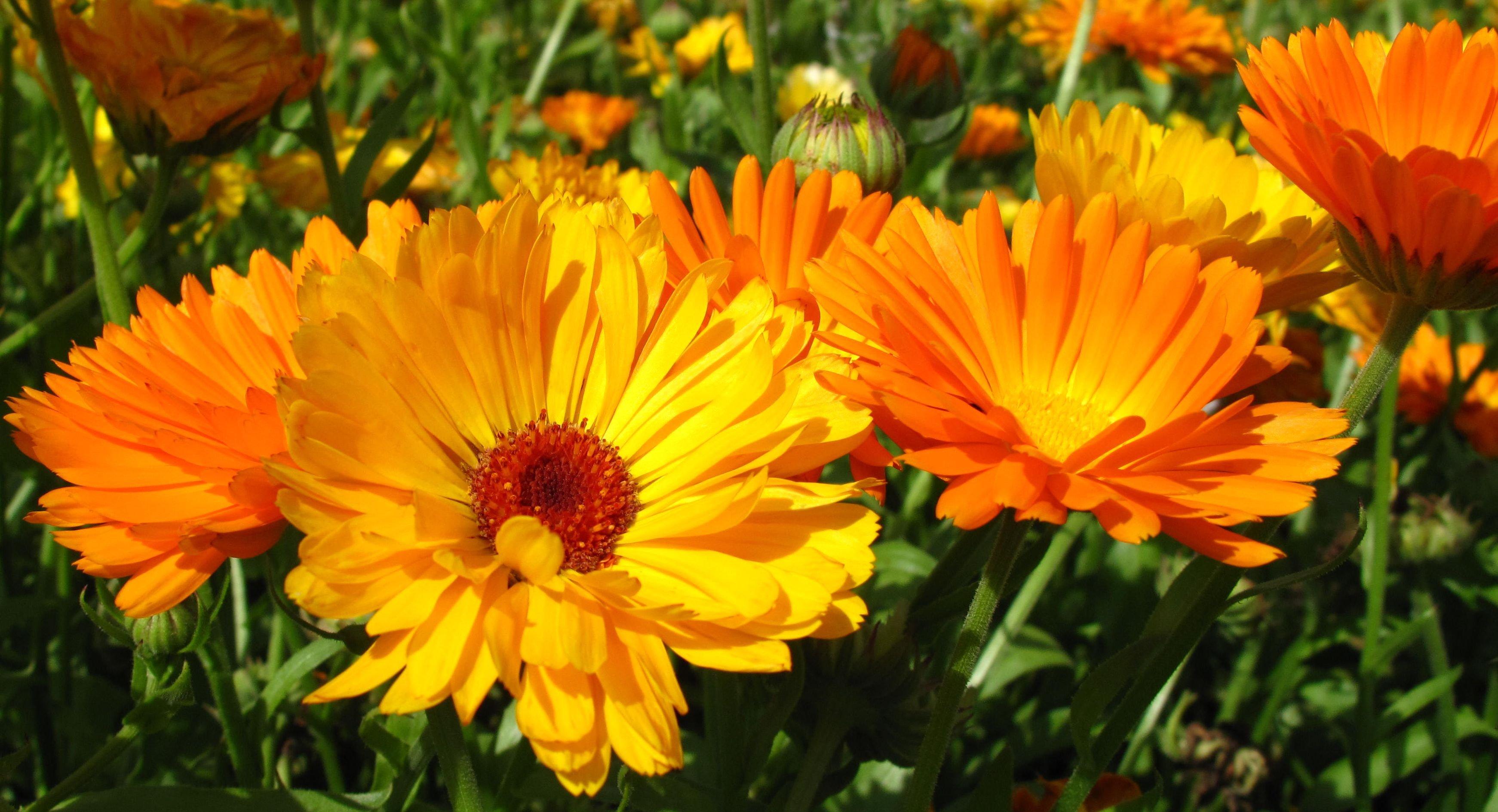 Calendula-Officinalis