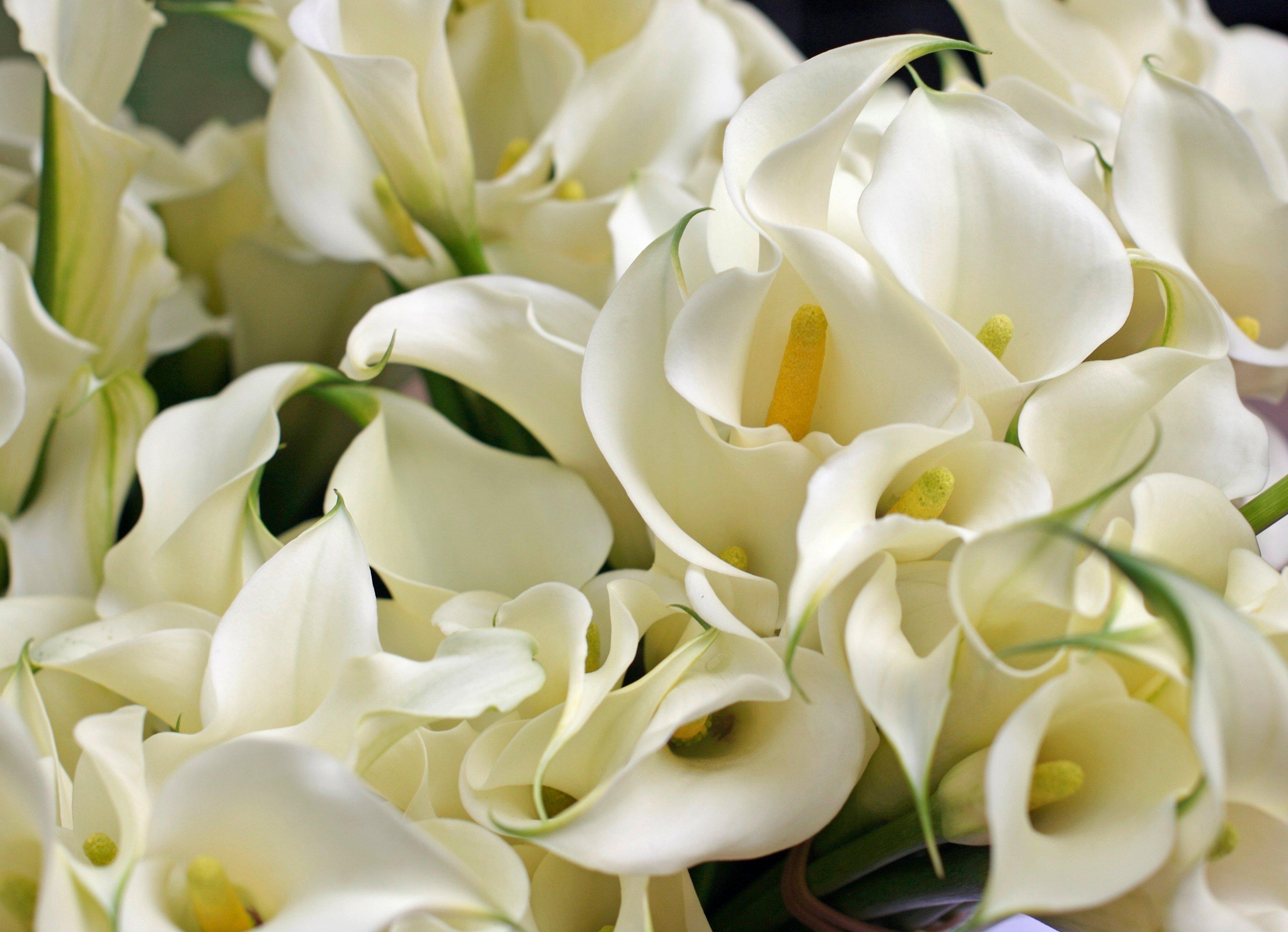Calla Lilies-2