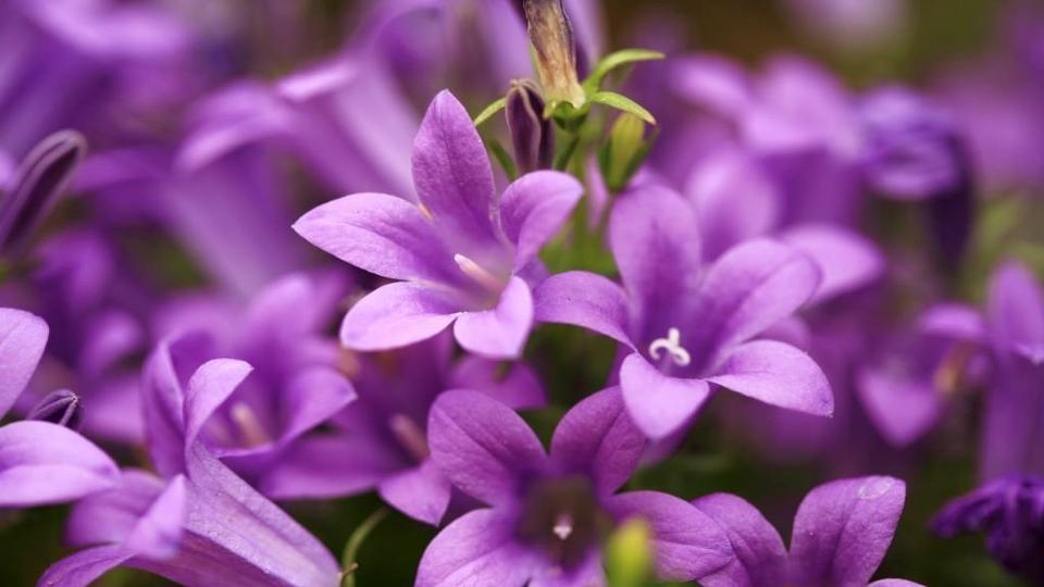 Campanula-purple-flowering-plant