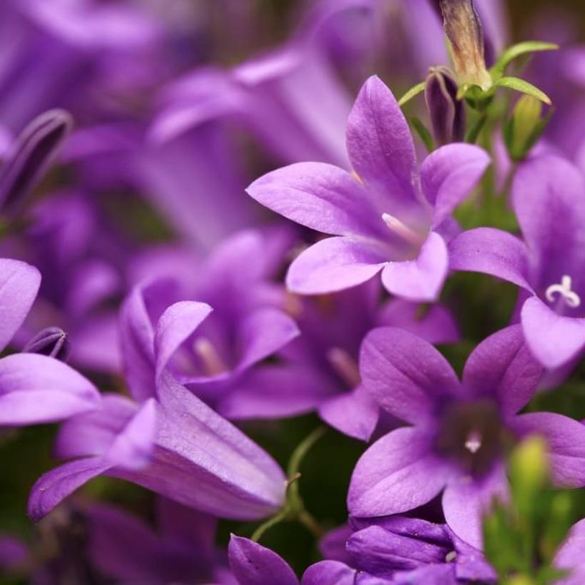 Campanula-purple-flowering-plant