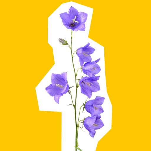 Campanula