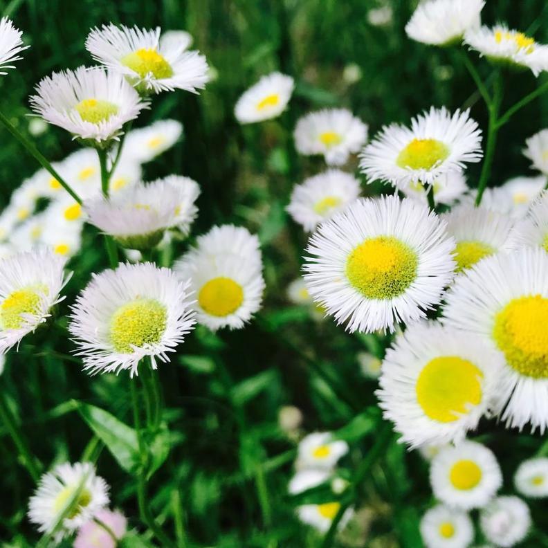 Canva-Asters-Flowers