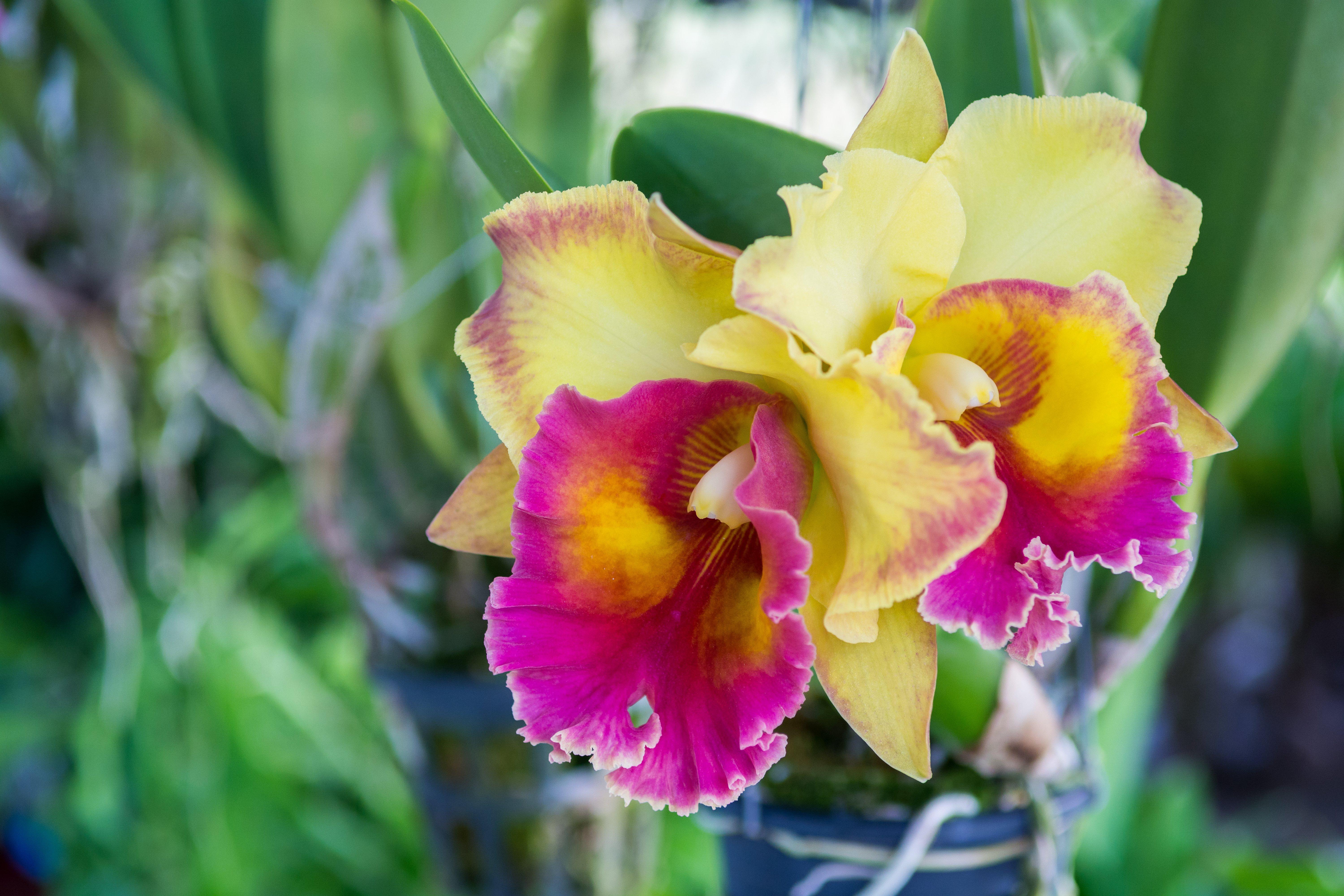 Cattleya Orchid