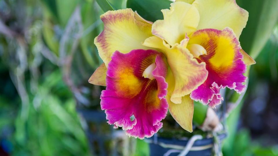 Cattleya Orchid