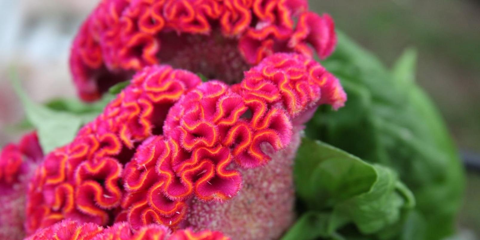 Celosia