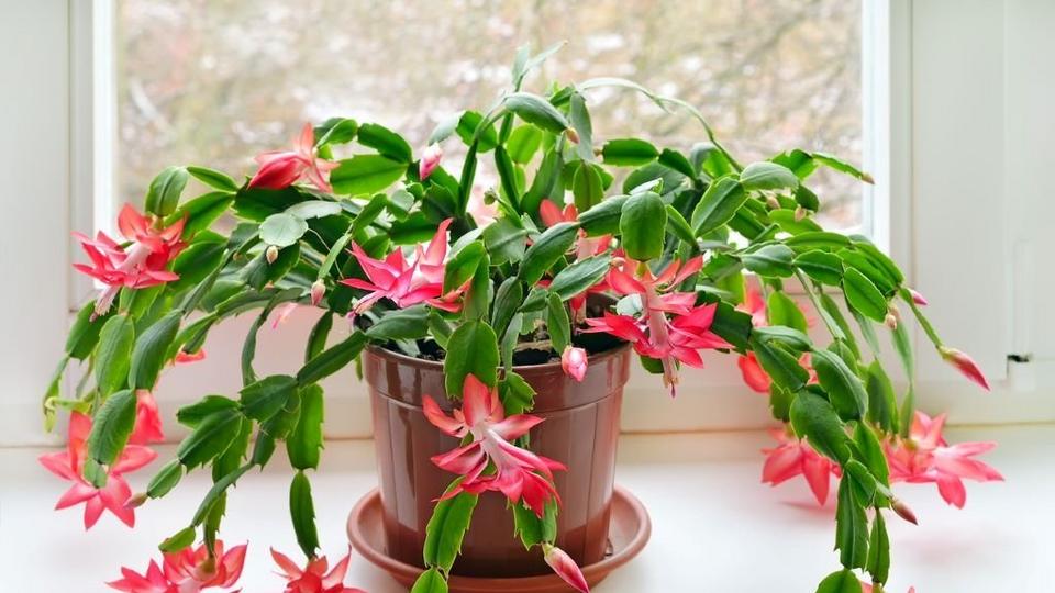 Christmas cactus