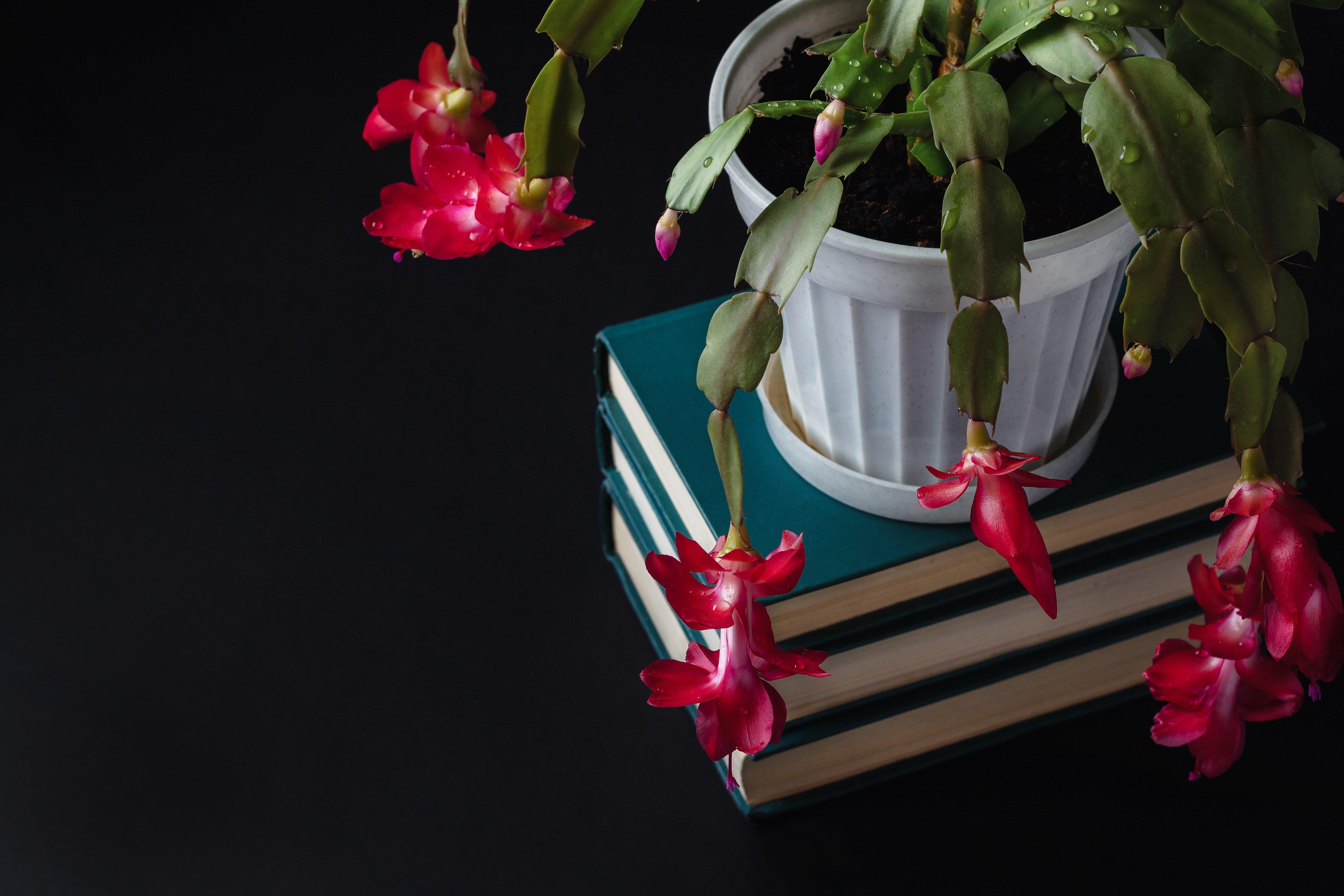 Christmas_cactus_with_bright_pink_flowers_sat_on_top_of_a_stack_of_blue_books