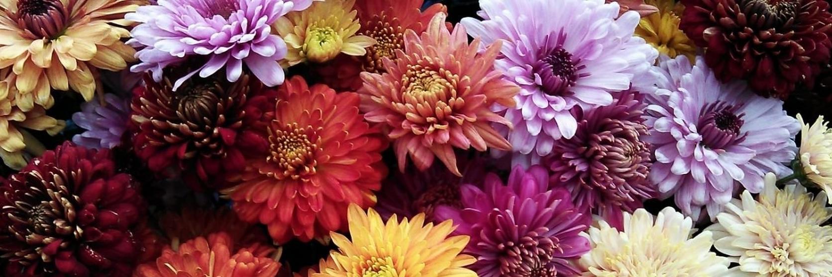 Chrysanthemum-group