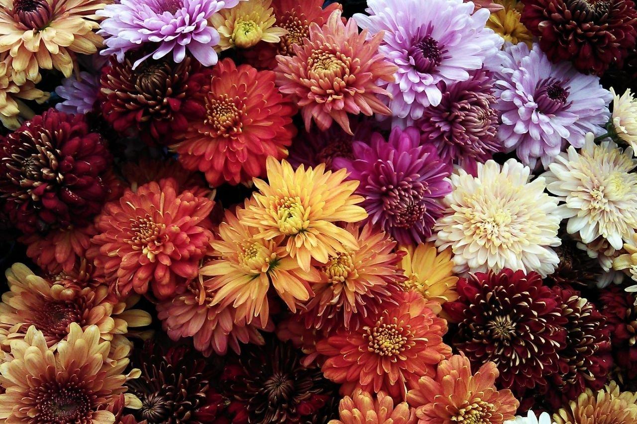 Chrysanthemum-multicoloured-flowers