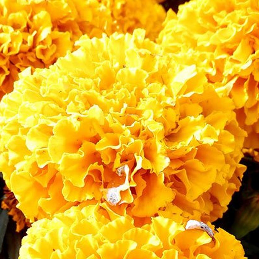 Chrysanthemums