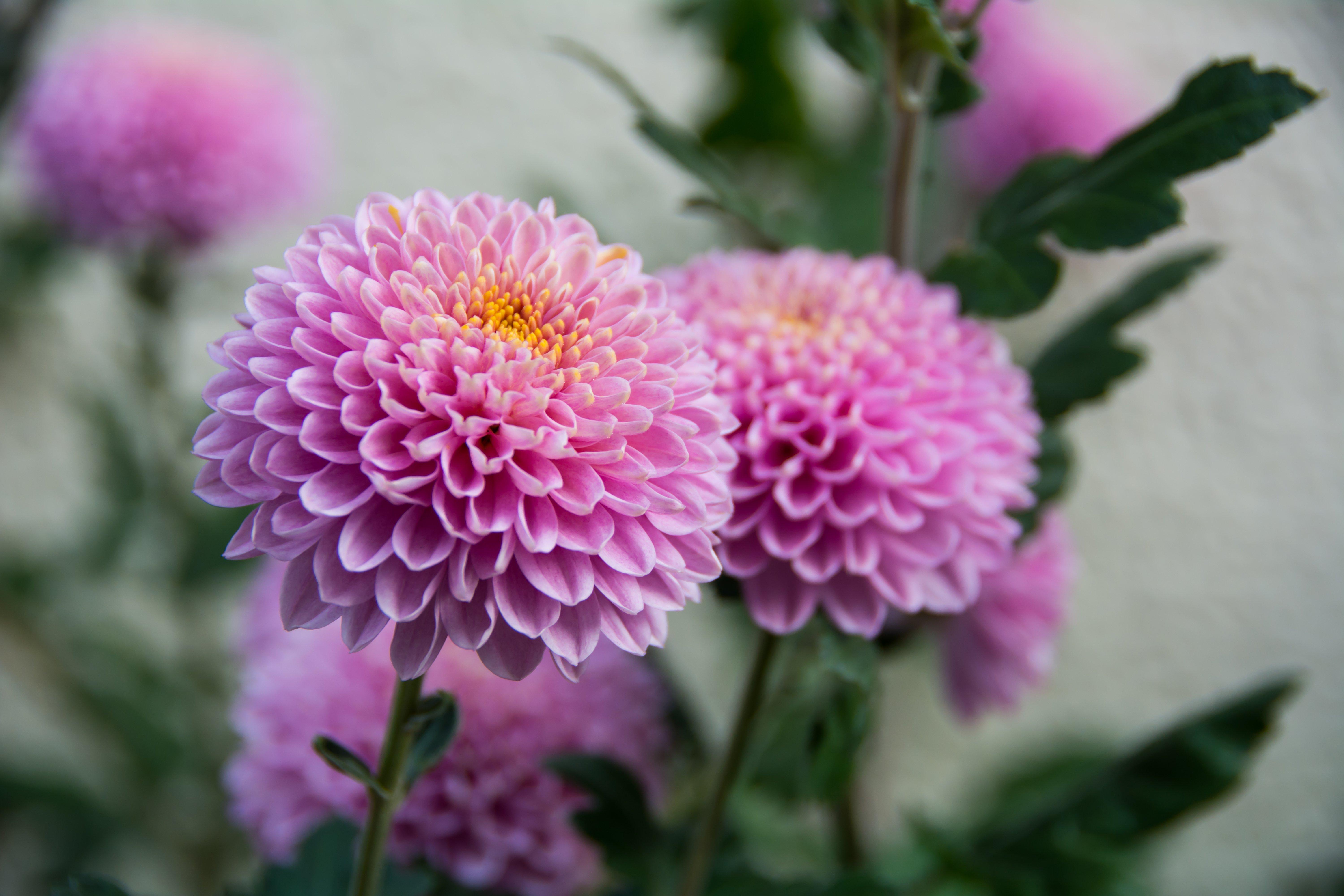Chrysanthemums_1
