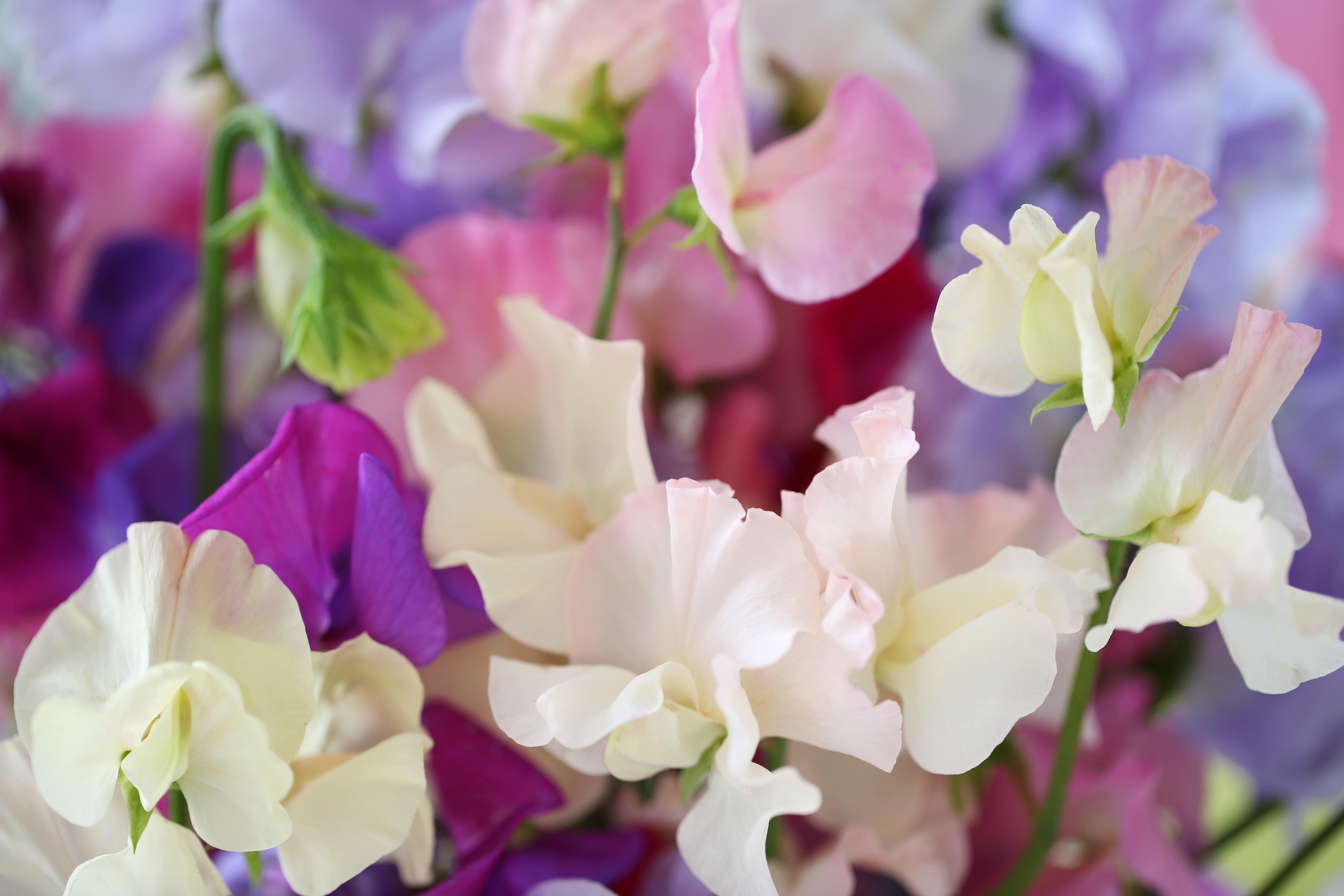 Close_Up_Sweet_Peas