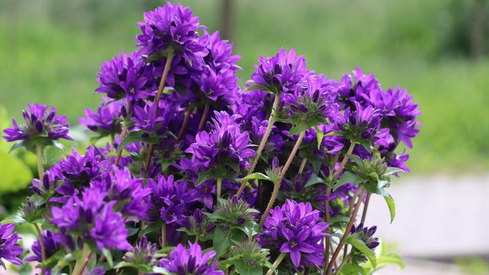 Clustered Bellflower
