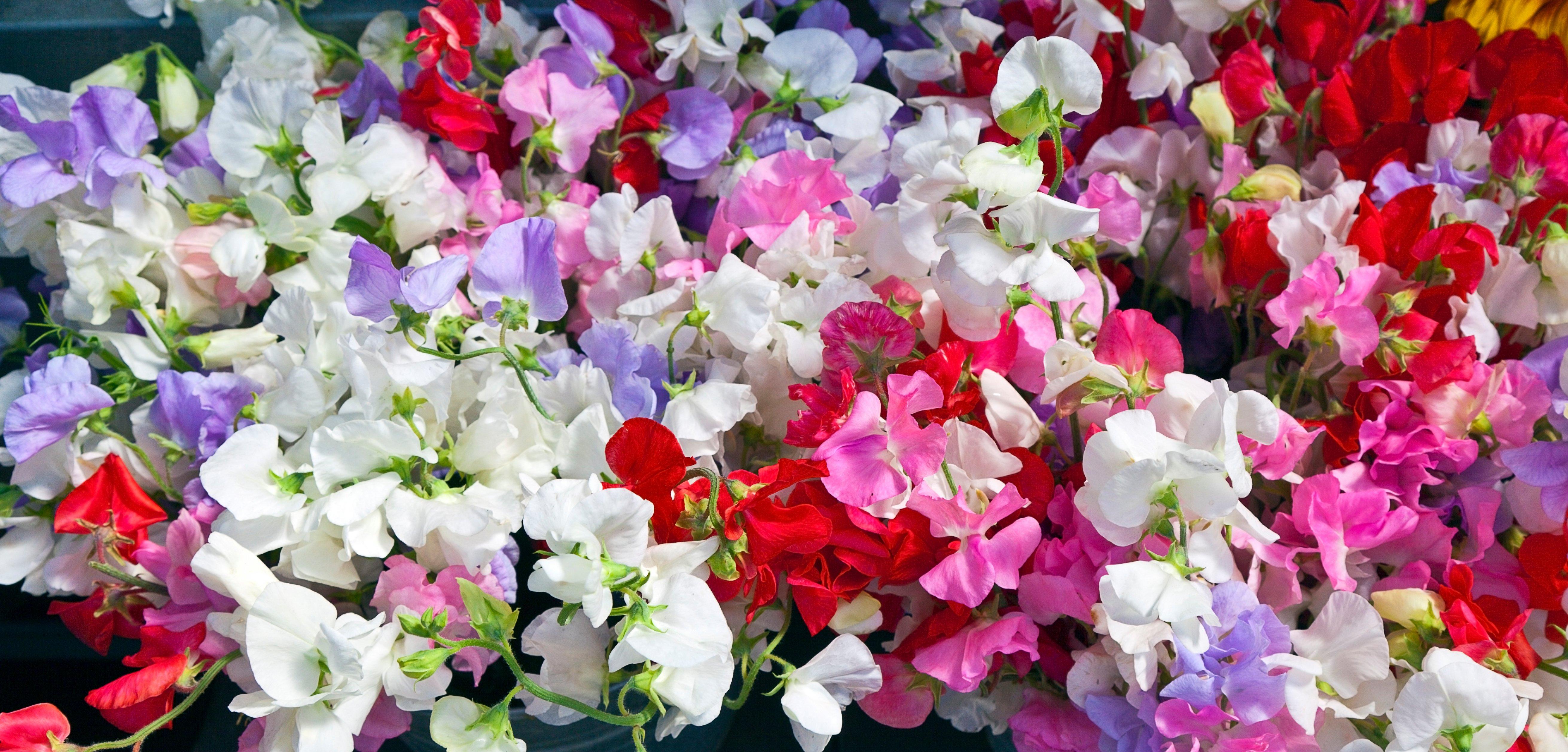 Colourful_Sweet_Peas